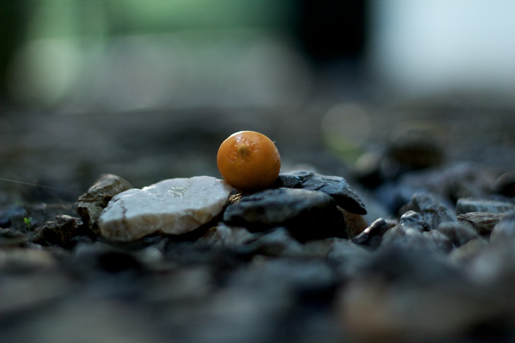 Butia not a Lemon Tree