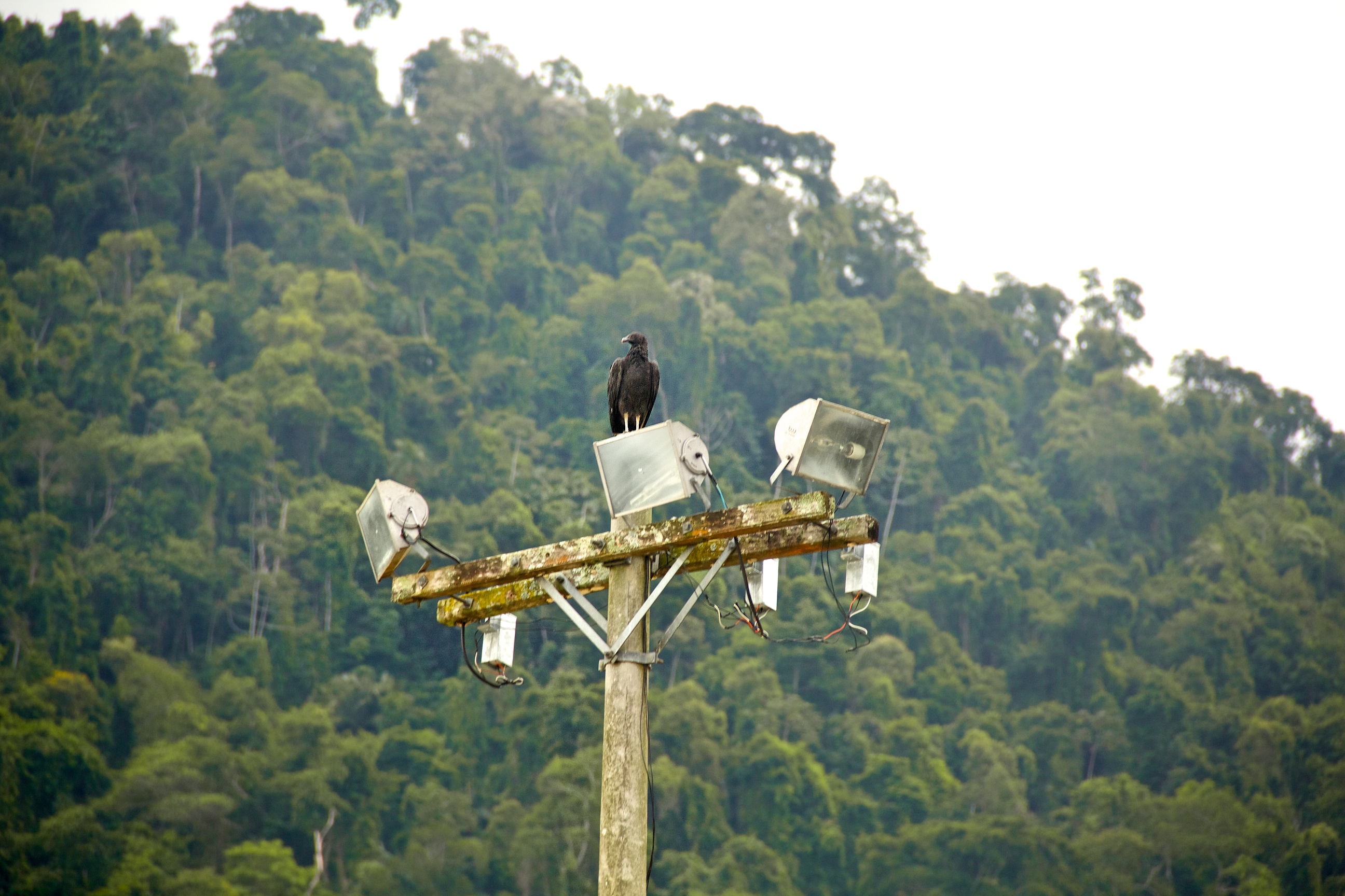 The Black Crow On The Lights in Rio de Janeiro