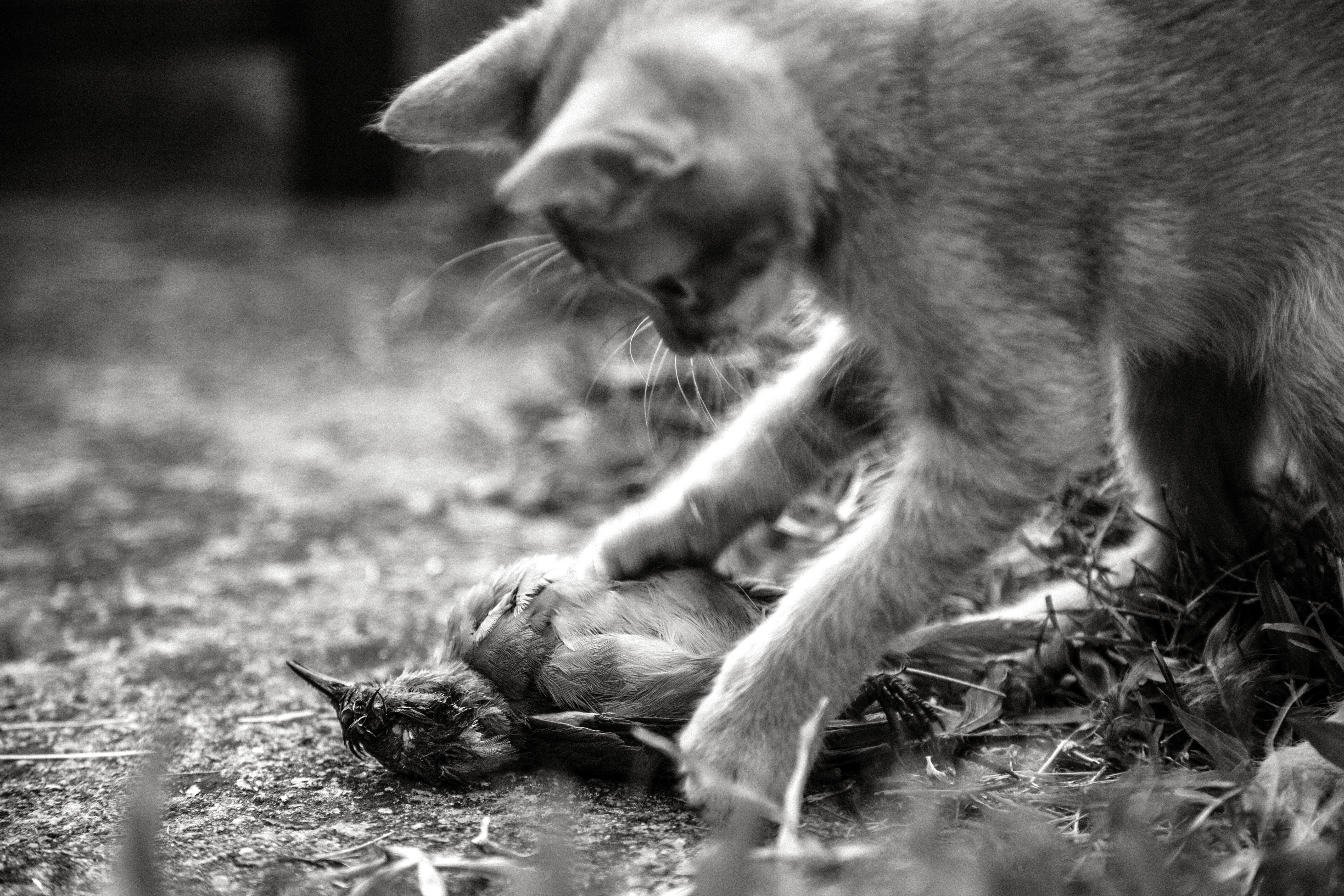 gato y pajaro 2 (1).png